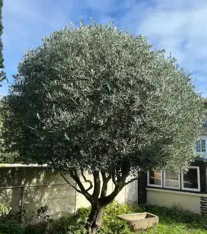 aménagement extérieur Saint-Briac-sur-Mer-1