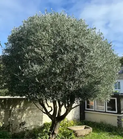 aménagement extérieur Saint-Coulomb-1
