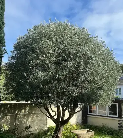 aménagement extérieur Saint-Lunaire-5