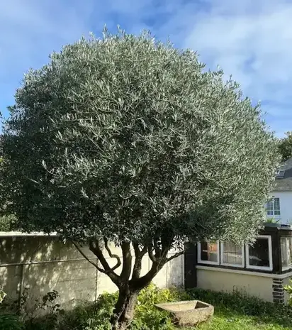 aménagement extérieur Saint-Malo-5