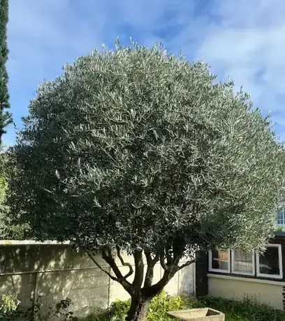 aménagement paysager à Cancale - image 4