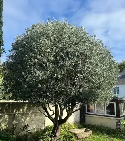 aménagement paysager Dinard-1