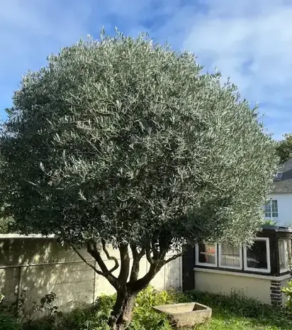 aménagement paysager à Saint-Briac-sur-Mer - image 3