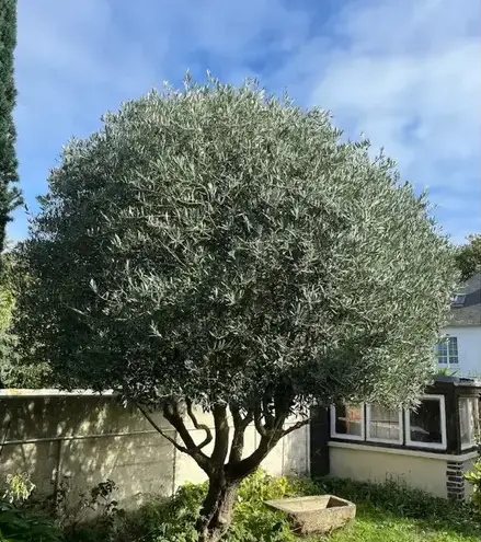 aménagement paysager à Saint-Coulomb - image 3
