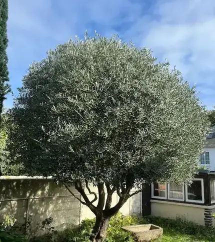 aménagement paysager à Saint-Lunaire - image 2