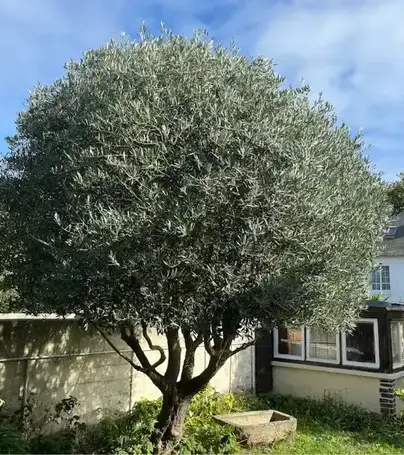 aménagement paysager Saint-Malo-5