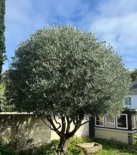 entreprise de terrassement à La Gouesnière - image 3