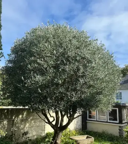 entretien de jardin à Dinard - image 2
