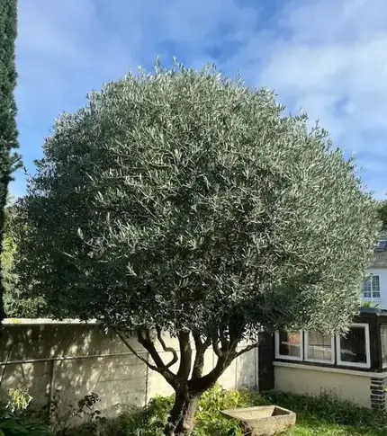 entretien de jardin La Richardais-5