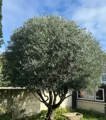 entretien de jardin à Saint-Briac-sur-Mer - image 4