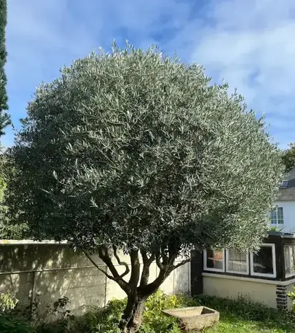 entretien de jardin Saint-Coulomb-1
