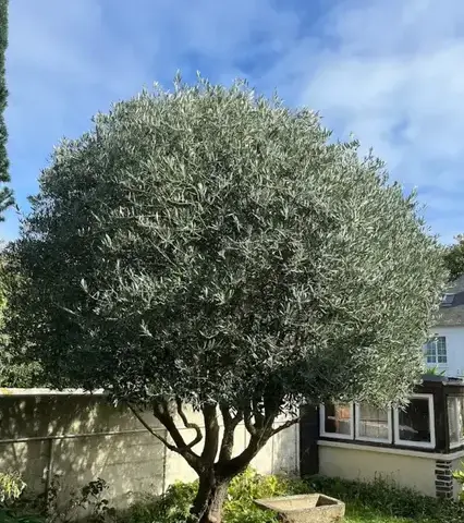 entretien de jardin à Saint-Jouan-des-Guérets - image 3