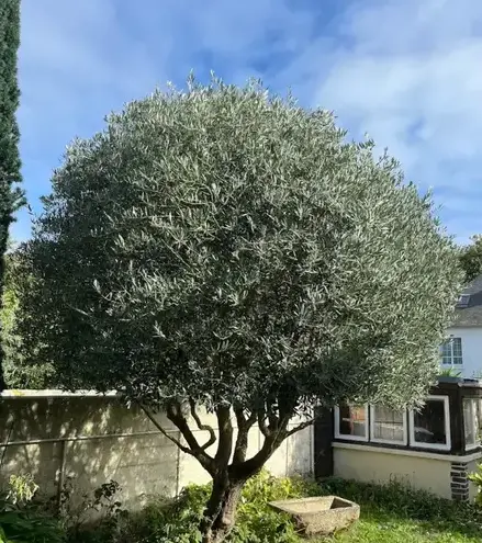 entretien de jardin à Saint-Lunaire - image 2