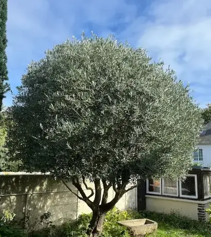 entretien de jardin à Saint-Malo - image 4