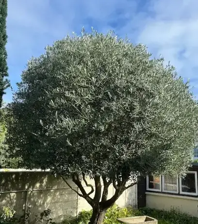 entretien espace vert à Cancale - image 3