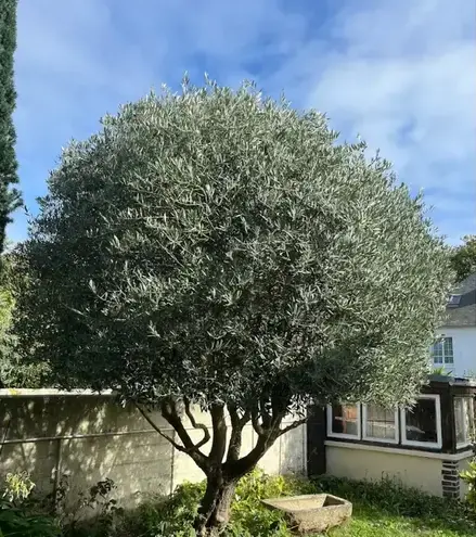 entretien espace vert Saint-Malo-1