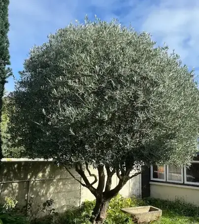 jardinier à Dinard - image 2