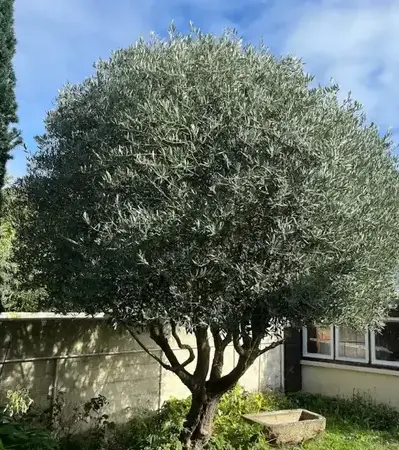 jardinier La Richardais-5