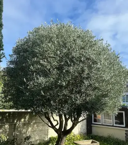 jardinier à Saint-Briac-sur-Mer - image 4