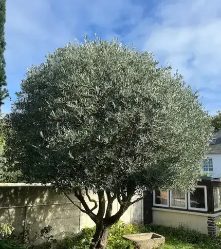jardinier Saint-Jouan-des-Guérets-5
