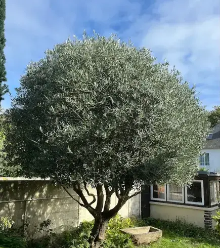 jardinier Saint-Malo-5