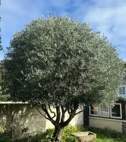jardinier à Saint-Méloir-des-Ondes - image 3