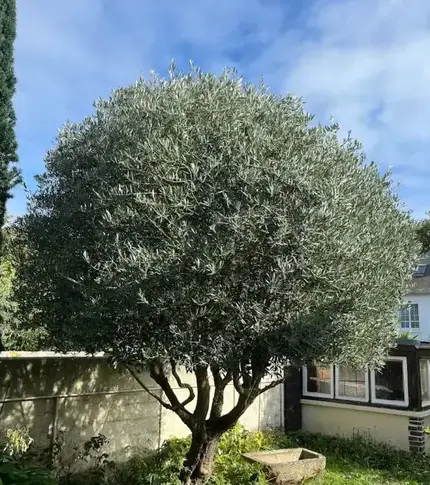 paysagiste Cancale-1