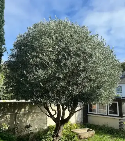 paysagiste Dinard-5