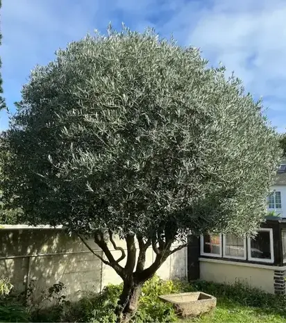 paysagiste à Saint-Briac-sur-Mer - image 4