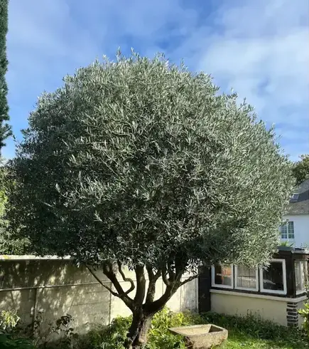 paysagiste Saint-Jouan-des-Guérets-5