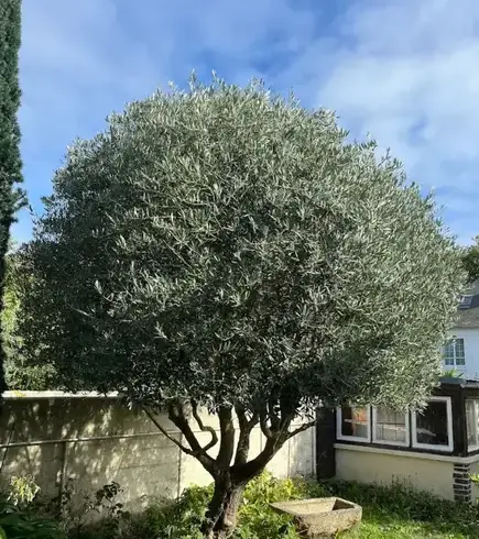 paysagiste à Saint-Malo - image 2